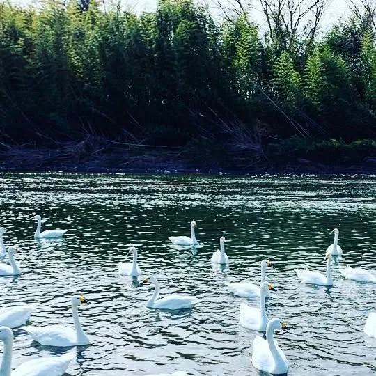 教室最寄りの多摩川風景。川面に浮かぶ白鳥の群れ。（仮画像）